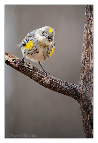 Yellow-rumped Warbler