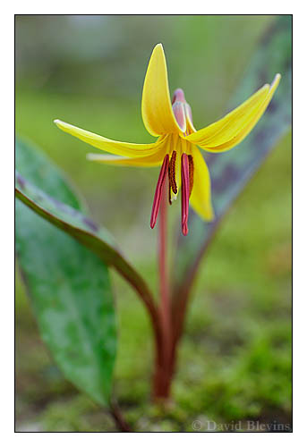 Trout Lily