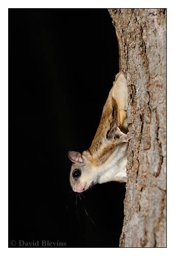 Southern Flying Squirrel