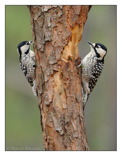 Red-cockaded Woodpecker