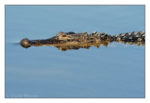 American alligator