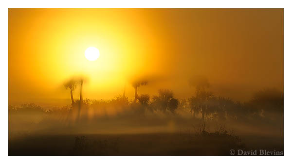 Sunrise over a Palm Hammock