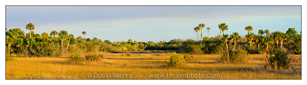 Salt Marsh and Palm Hammock