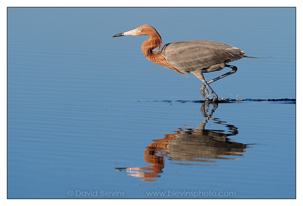 Reddish Egret