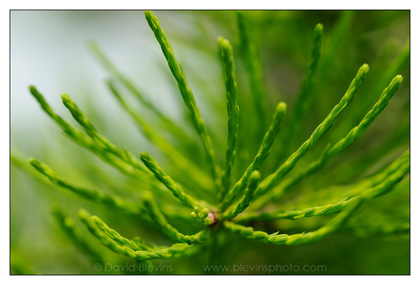 Pond Cypress Foliage