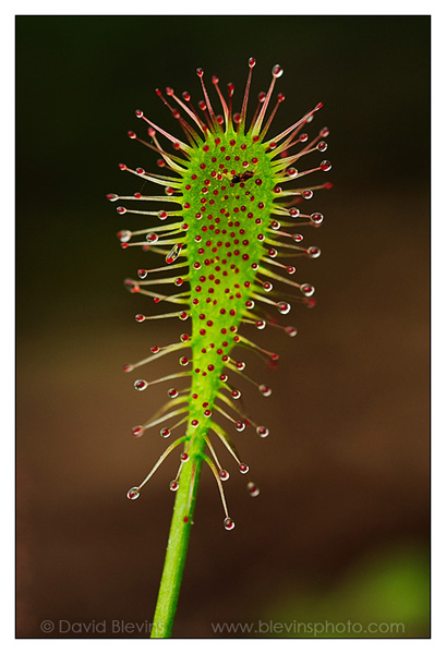 Water Sundew