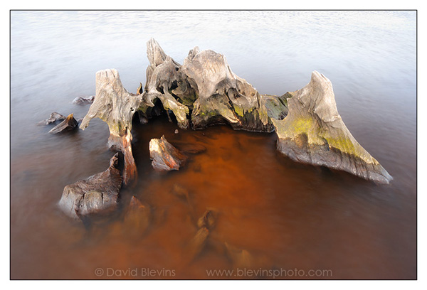 Weathered Cypress Stump #1