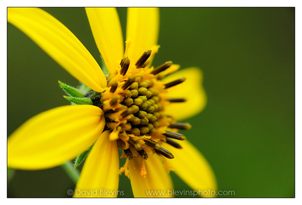Schweinitz's Sunflower