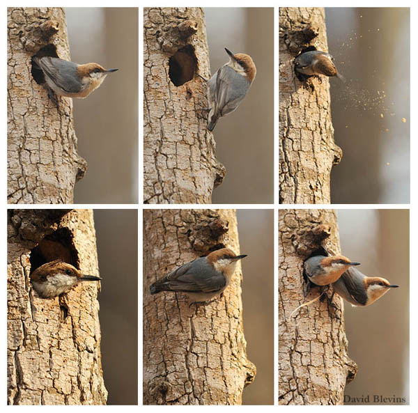 Brown-headed Nuthatch Pair