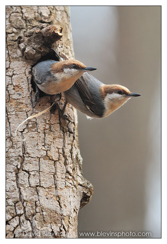 Brown-headed Nuthatch Pair