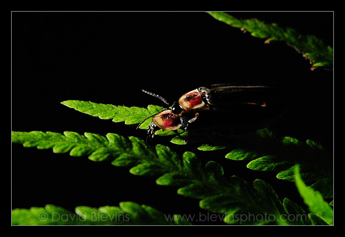 Common eastern fireflies mating