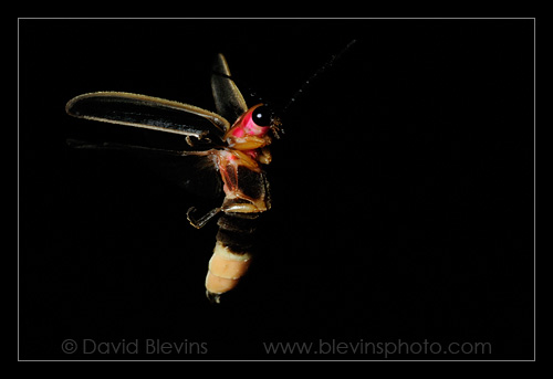 Common Eastern Firefly