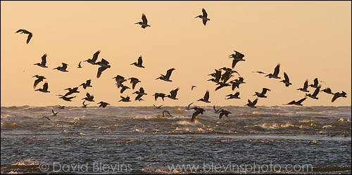 Brown Pelicans