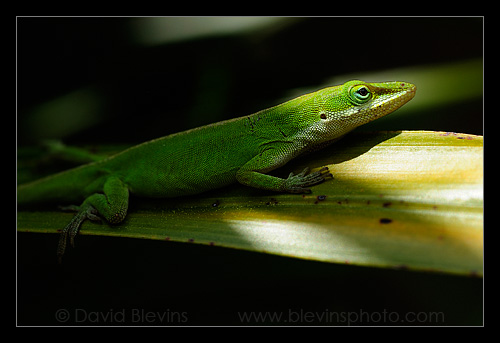 Green Anole