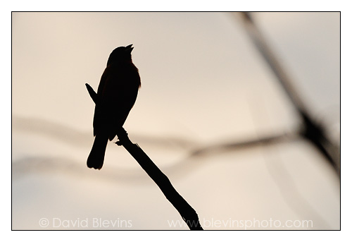 Painted Bunting Silhouette