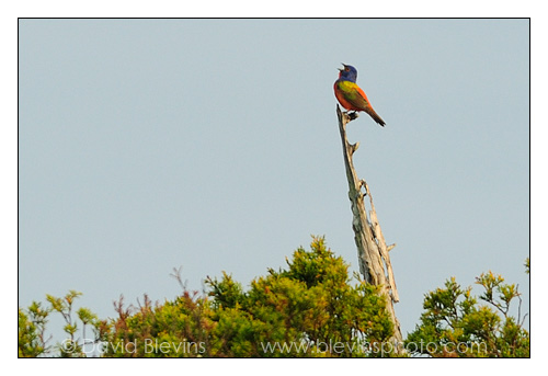 Painted Bunting Singing in the tree tops