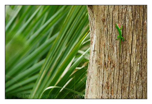 Green Anole