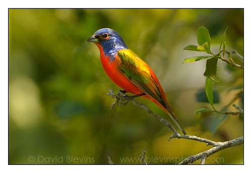 Painted Bunting