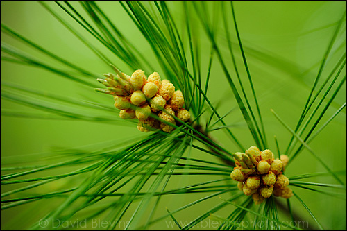 This image shows the white pine pollen cones with no flash, just using the available light. The problem with this image for me is the background is so much brighter than the foreground.   - David Blevins