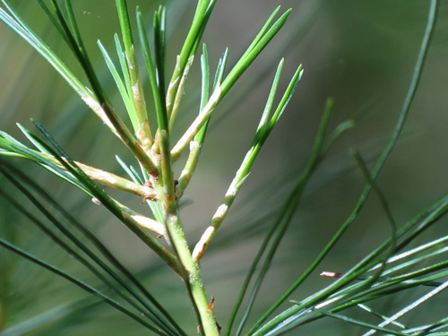 This close-up of white pine needles required a tripod since the shutter speed was only 1/20th of a second.   - Sue Harvey