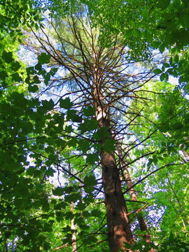 I liked the way the White Pine was framed nicely by the surrounding foliage.   - Sue Harvey