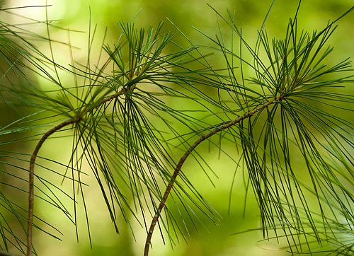 There are lots of things we see every day, that we take for granted and do not see anything special about it.  David asked us to focus on photographing white pine needles.  It was an interesting process, I explored many thoughts that surfaced based on what I was seeing.  This one reminds me of a couple dancing.  It feels happy to me.   - Kim Hawks