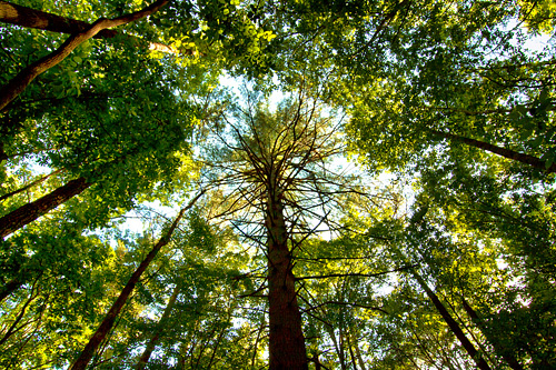 I learned during the workshop why a certain lens is better for a particular shot, based on what the photographer is trying to achieve. The Mother White Pine was shot with my wide angle lens which I learned makes distant subjects seem smaller and farther away.   - Kim Hawks