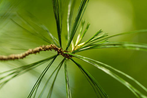 I tried to capture the delicacy and elegance of the white pine foliage.   - Maggie Zwilling