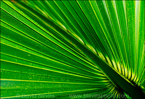 Focusing a composition on one simple idea, such as the radiating lines of a palmetto leaf, make it easy for the viewer to understand and appreciate the image. Direct sunlight shining through a leaf gives it a spectacular glow and highlights the internal structure. Finding a leaf where you can see its simple visual design without distracting elements in interesting light is the first step. Once you find an interesting leaf in good light, making a good image is much easier. - David Blevins
