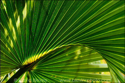 Sabal Palmetto