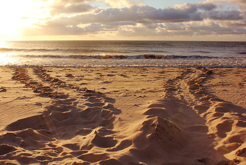 Sea Turtle Tracks - Sydney Cass