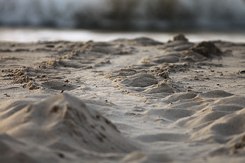 Sea Turtle Tracks.   - Janet Hilton