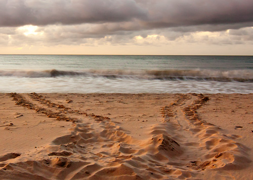 Sea turtle tracks.   - Kim Hawks