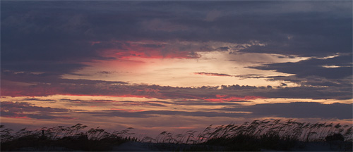 Sea oats at sunset.   - Maggie Zwilling