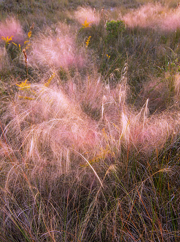 Kim used the soft pastel light after sunset to great effect with this patch of muhly grass. The soft light made the feathery tops of the muhly grass that much softer, and the pastel magenta colors of the sky brought out the magenta tones in the grass.