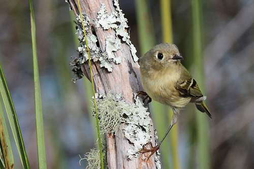 I led a nature walk for the Bald Head Island Conservancy the morning before the workshop that dealt with how to be more present and aware in nature so you can be observant enough to find interesting subjects. Since Robin attended that walk and was interested in wildlife photography, I also included how being fully present can help you create wildlife images. Ruby-crowned Kinglets are tiny, fast birds that don't give you much opportunity to even point a camera at them, much less set exposure and focus. Over about half an hour I showed Robin how observing wildlife can result in noticing a repeating behavior pattern. This allowed Robin to create this excellent image by waiting for the kinglet to come to her, rather than a futile attempt to chase after the bird.