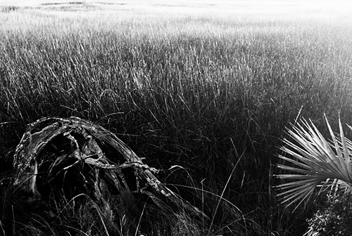 Guess who shot this view of the marsh.