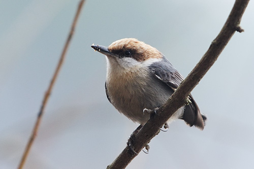 While discussing composition I was distracted by this brown-headed nuthatch.