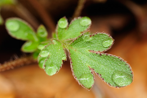 While searching for trout lilies I came across this 1/4 inch wide scene. The perfection of a rain drop on each and every leaf tip seems impossible.