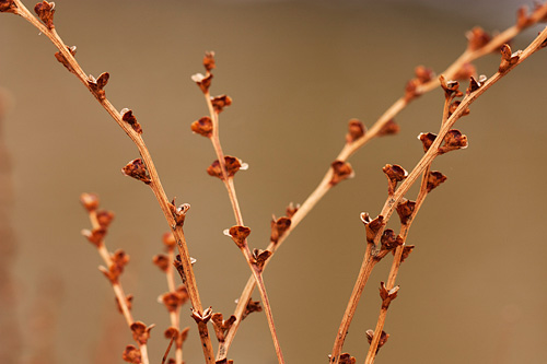 Julie Tuttle gave herself a very challenging subject when she decided to work on beech drops. It takes a special eye to appreciate the beauty of these parasitic plants, but an eye for their beauty is not enough. Julie also put in the time to work this subject until she came up with this excellent composition.