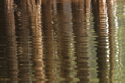 Kim Hawks created this surreal abstract impression by focusing on the reflections of pines along the lake shore.