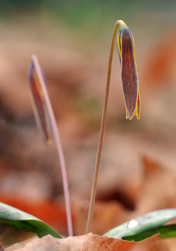 Rachel Jones made one of the best trout lily photos of the day. These tiny flowers are challenging subjects, and she worked very hard for this image, lying on the wet ground and trying different ideas until she found one she liked best.