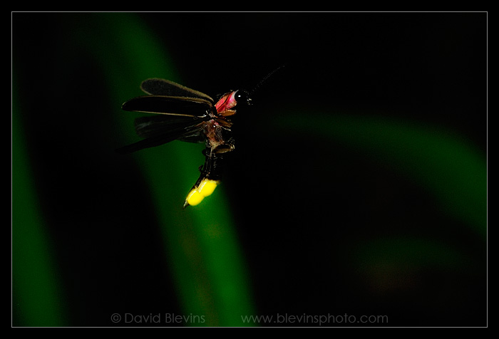 Common Eastern Firefly (Photinus pyralis)