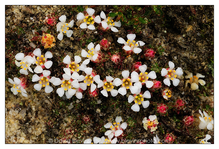 Sandhills Pyxie-moss