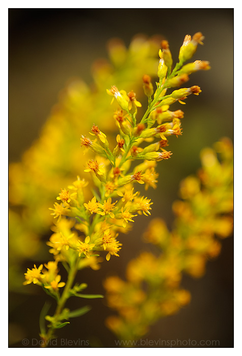 Yadkin River Goldenrod