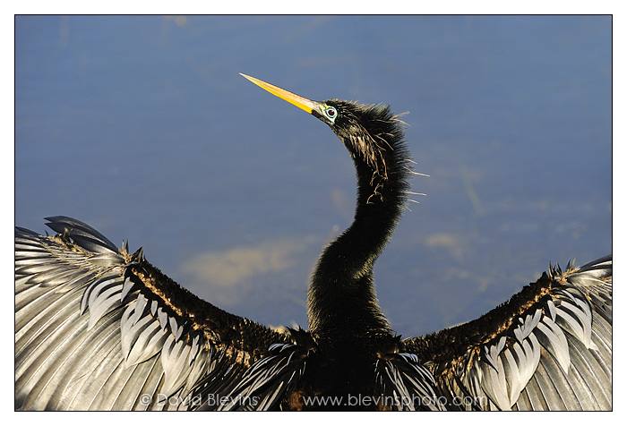 Anhinga Drying its Wings