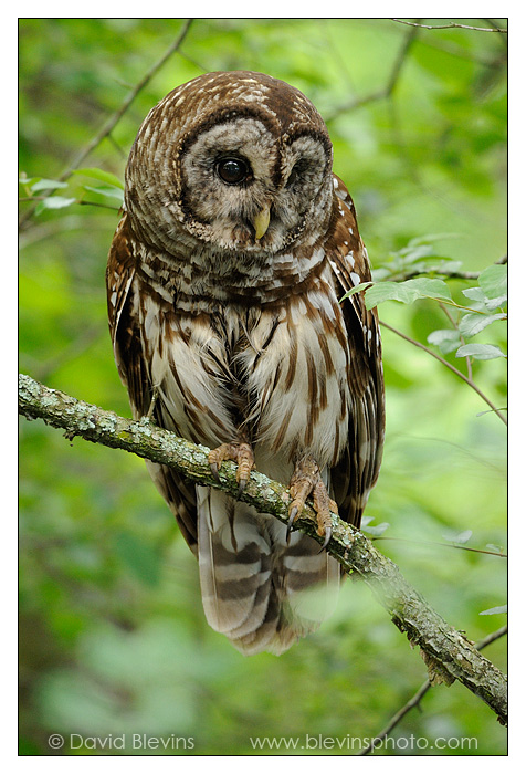 Barred Owl