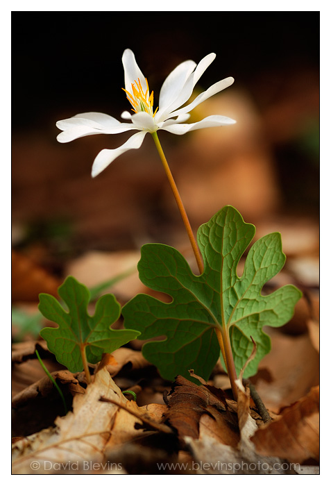 Bloodroot