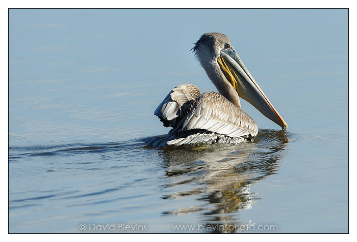 Brown Pelican