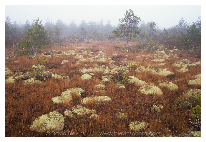 Burns Bog